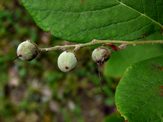 {Styrax grandifolius}